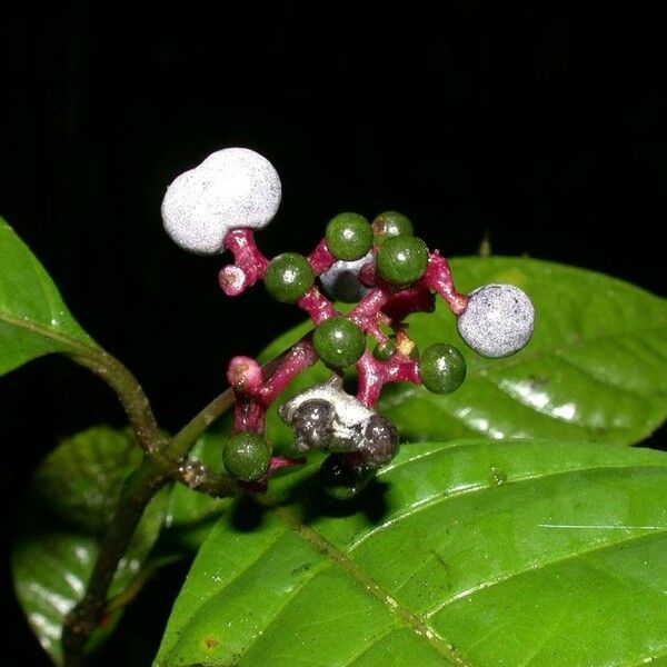 Palicourea acuminata Other