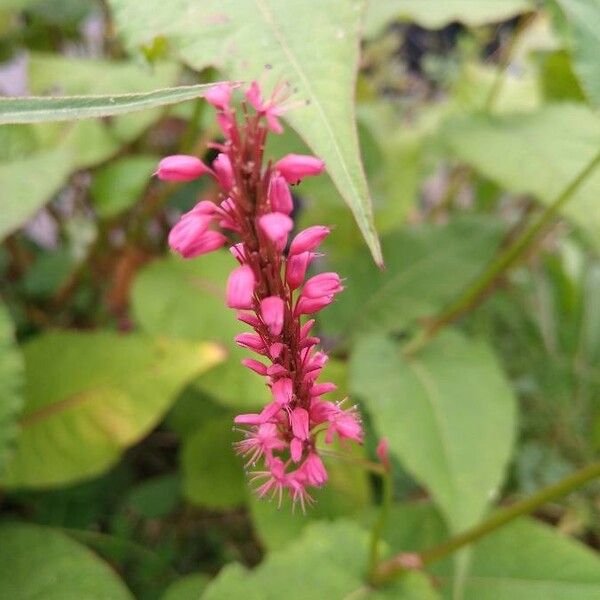 Persicaria orientalis 花