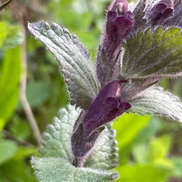 Bartsia alpina Blüte