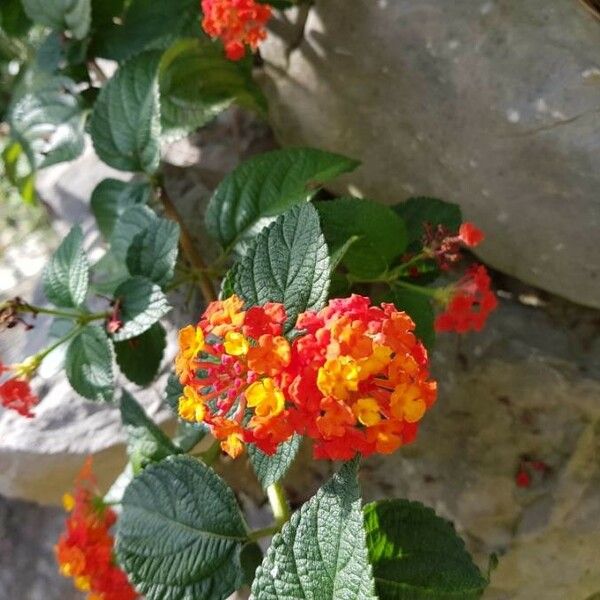 Lantana camara Virág