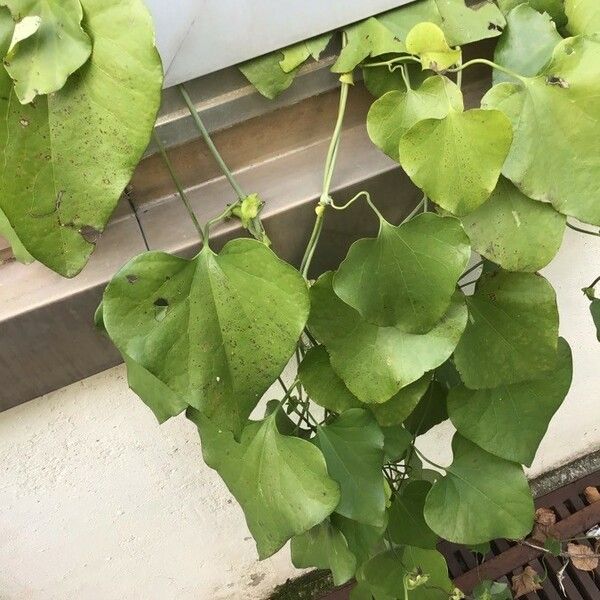 Aristolochia elegans Blatt