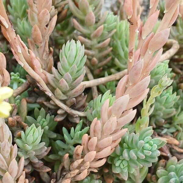 Petrosedum sediforme পাতা