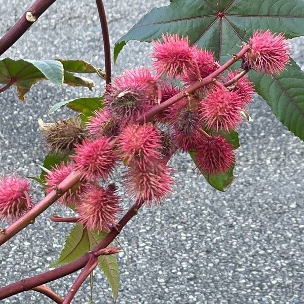 Ricinus communis Fruto