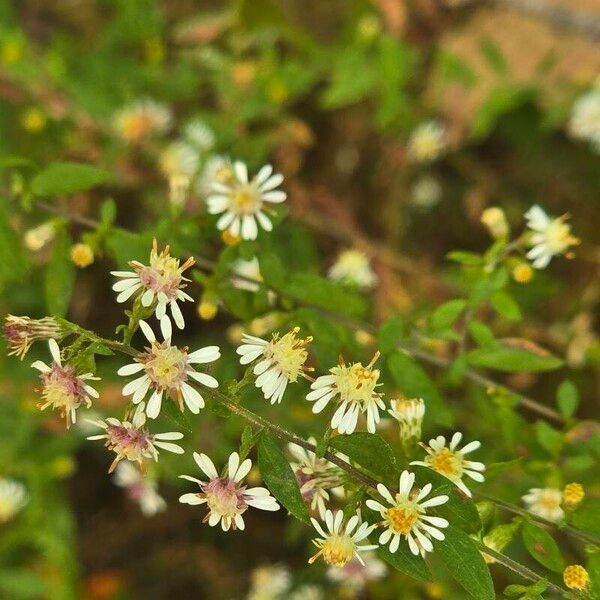 Symphyotrichum lateriflorum Flower