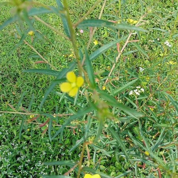 Ludwigia alternifolia Žiedas