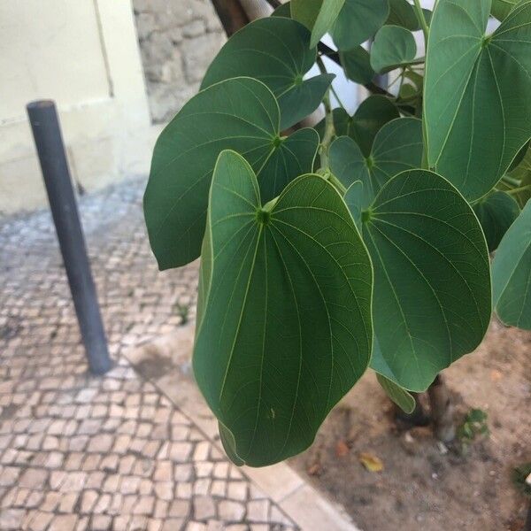 Bauhinia purpurea Leaf