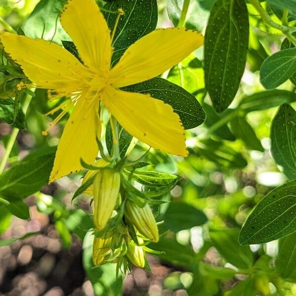 Hypericum perforatum 花