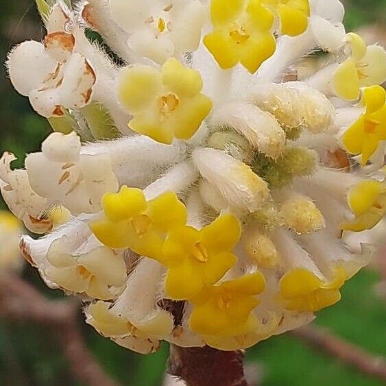 Edgeworthia chrysantha Floro