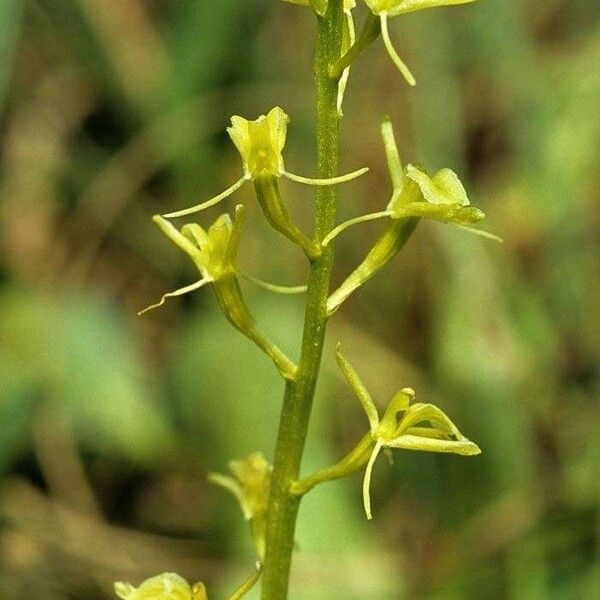 Liparis loeselii Flower