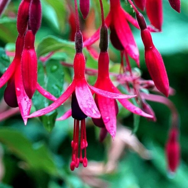 Fuchsia magellanica Flower