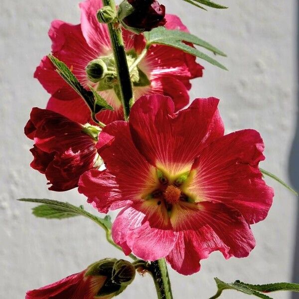 Alcea setosa عادت