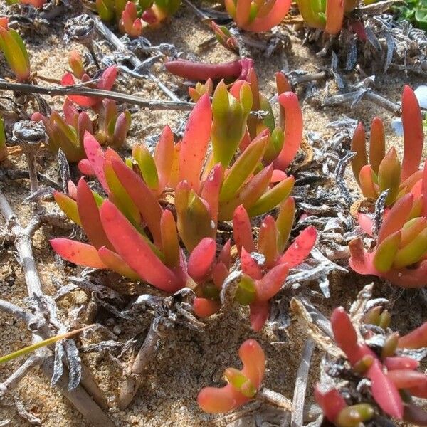 Disphyma crassifolium Frunză