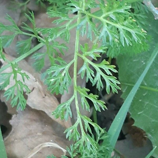 Scandix pecten-veneris Leaf