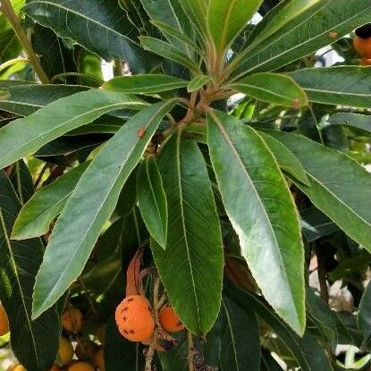 Arbutus canariensis Лист