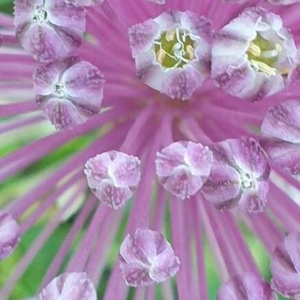 Allium ampeloprasum Кветка