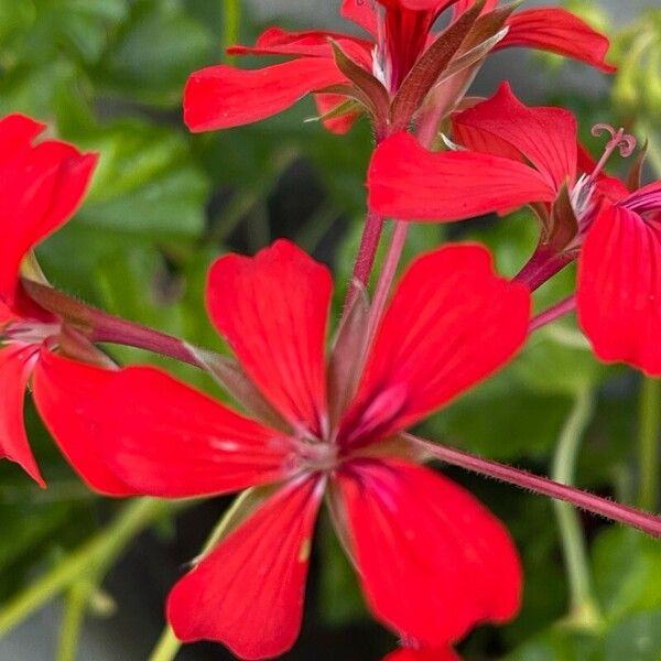 Pelargonium peltatum 花