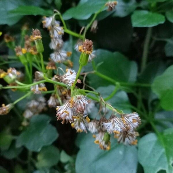 Senecio angulatus Fruct