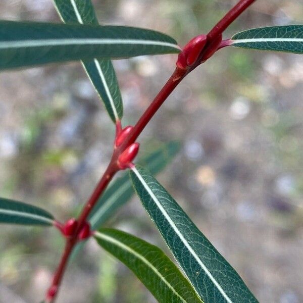 Salix purpurea Лист