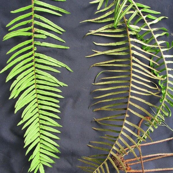 Pteris longifolia Blad