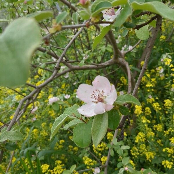 Cydonia oblonga Flor