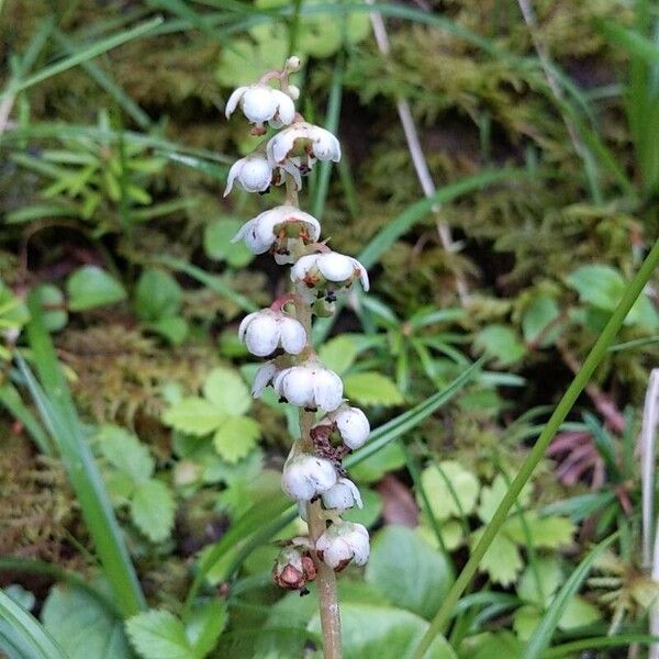 Pyrola minor Blomst