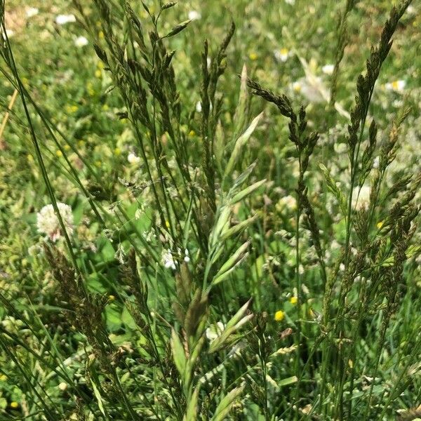 Bromus hordeaceus Flower