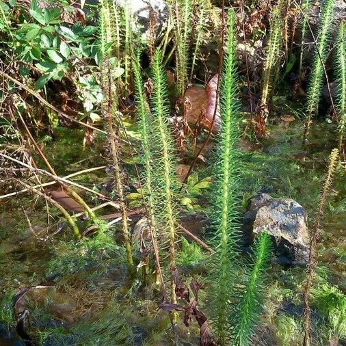 Hippuris vulgaris Pokrój