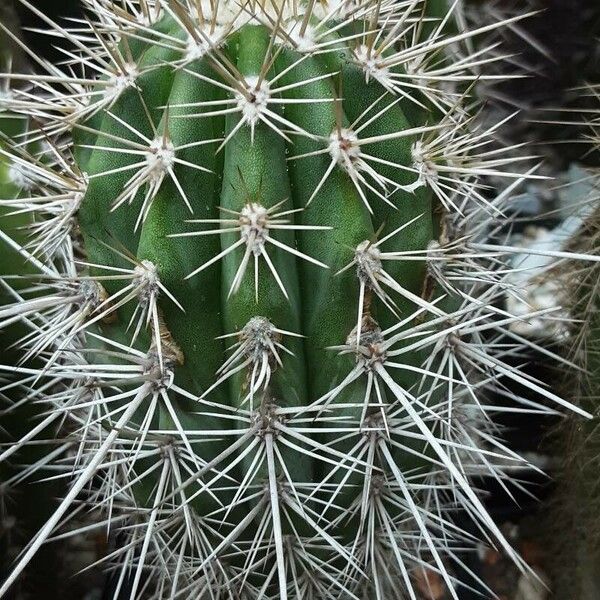 Pachycereus pringlei Habit