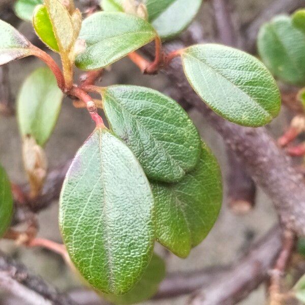 Cotoneaster simonsii Leaf