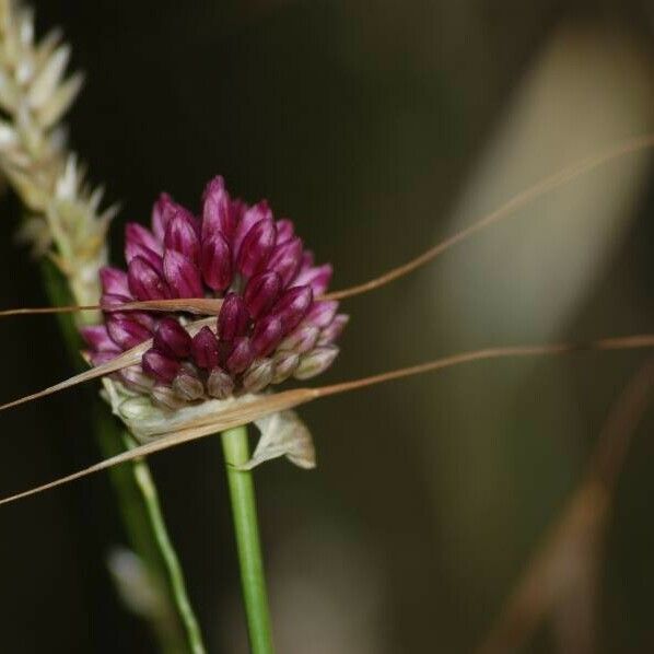 Allium rotundum Fleur