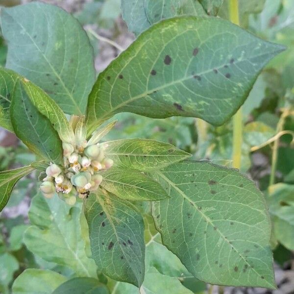 Euphorbia heterophylla Blatt