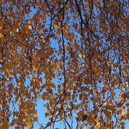 Betula pendula Fuelha