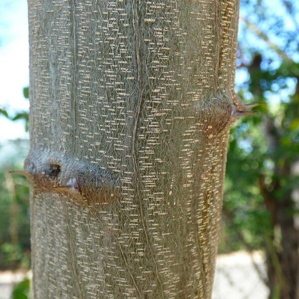 Pithecellobium dulce Bark