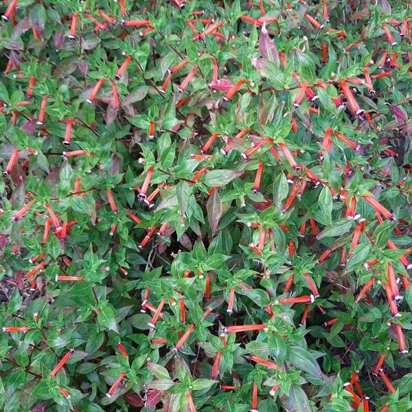 Cuphea ignea Flower