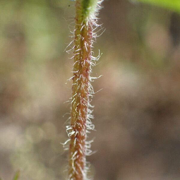 Buchnera hispida Kôra