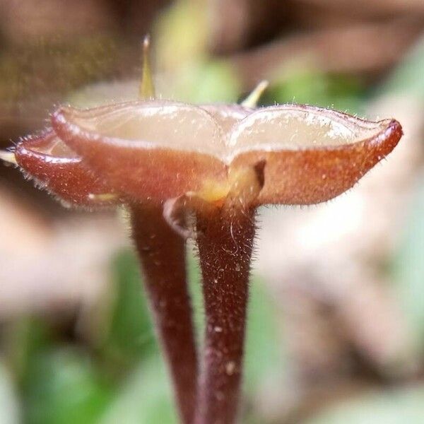 Jerdonia indica Fruit