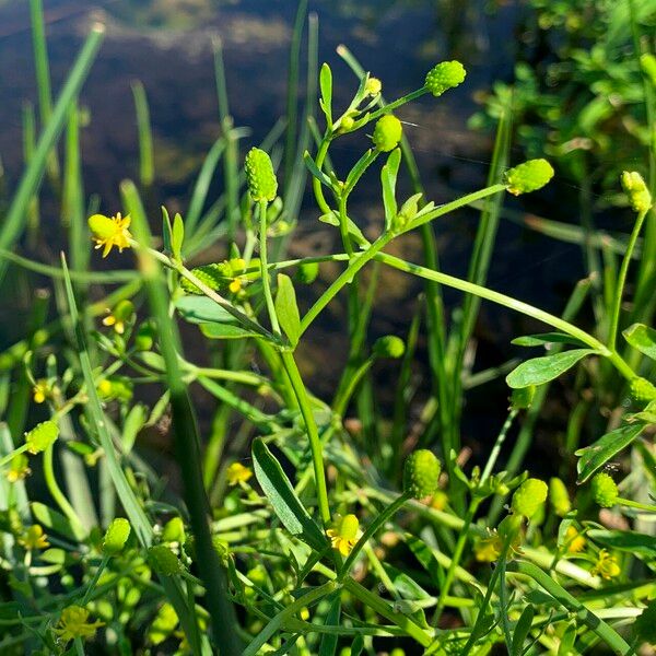 Ranunculus sceleratus Kvet
