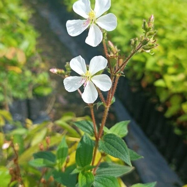 Pterolepis glomerata Flower