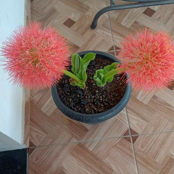 Scadoxus multiflorus Квітка