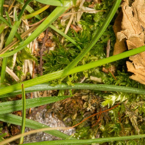 Carex leporina Blad