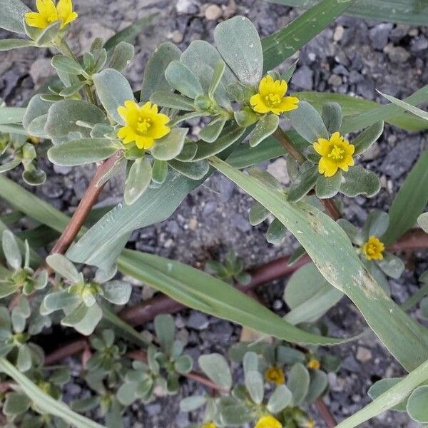 Portulaca oleracea Çiçek