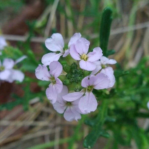 Cakile maritima Bloem