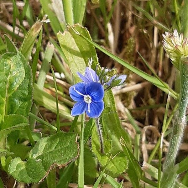 Veronica chamaedrys Flor