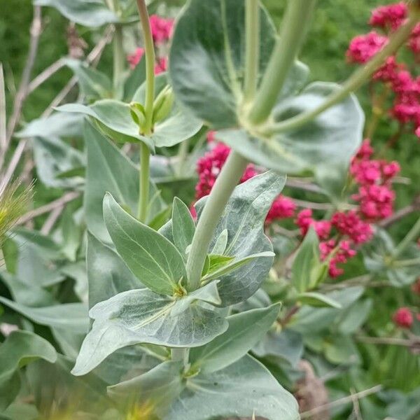 Centranthus ruber Blad