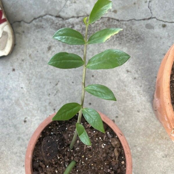 Zamioculcas zamiifolia Deilen