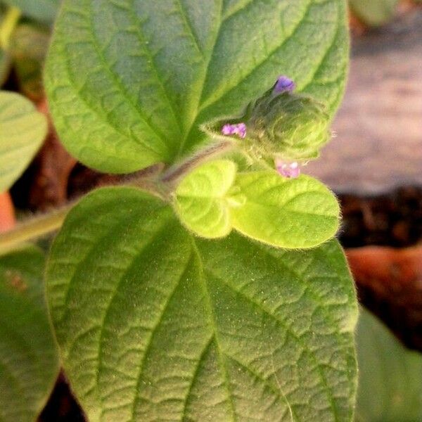 Nelsonia canescens Flors