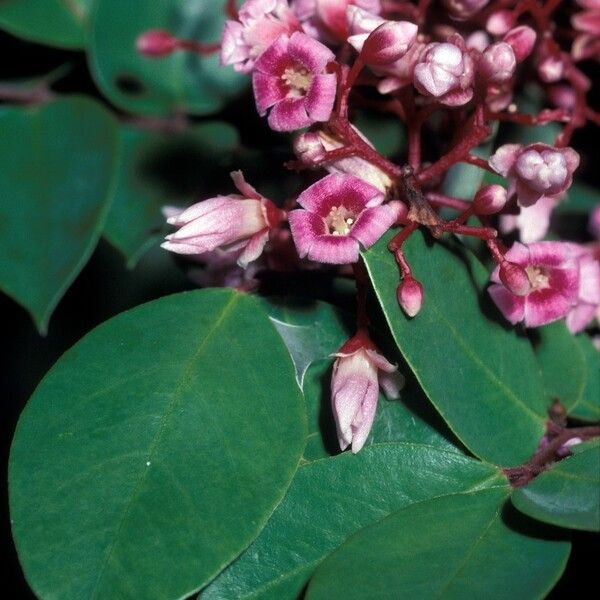 Averrhoa carambola Blomma