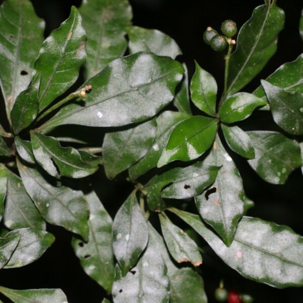 Psychotria biaristata Leaf