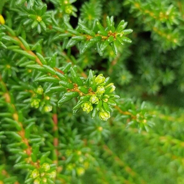 Empetrum nigrum Sonstige