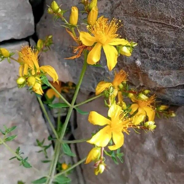 Hypericum perfoliatum Flor